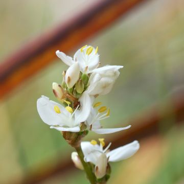 Libertia grandiflora - Libertia à grandes fleurs