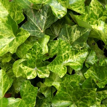 Hedera helix Profesor Seneta - Common ivy