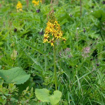 Ligulaire, Ligularia fischeri