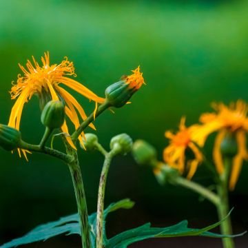 Ligularia japonica Rising Sun - Leopard Plant