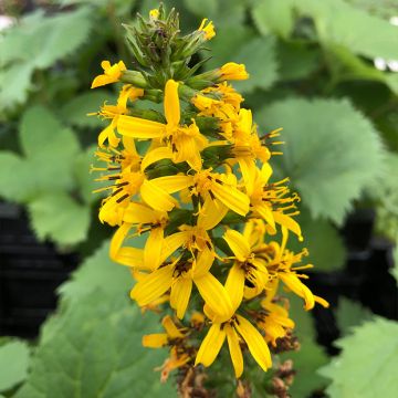 Ligularia stenocephala The Rocket - Leopard Plant