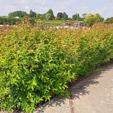 Ligustrum lucidum Bokrascreen