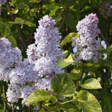 Syringa vulgaris Aucubaefolia