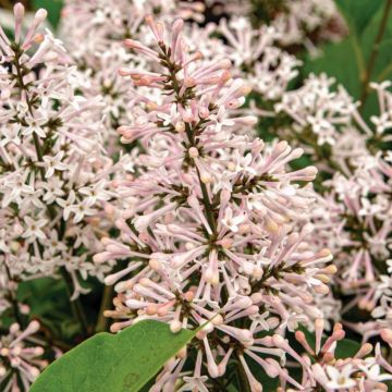 Syringa patula Dream Cloud - Korean Lilac