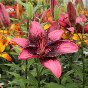 Lilium Purple Eye