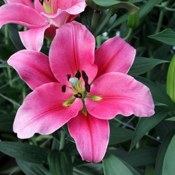 Lilium Trocadero