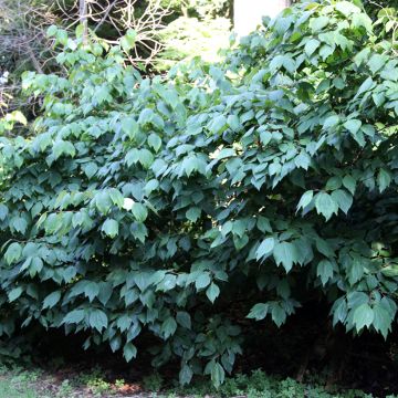 Lindera obtusiloba - Oriental Spicebush