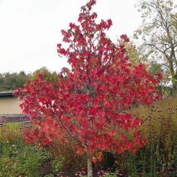 Liquidambar styraciflua Lane Roberts - American Sweetgum