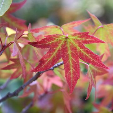 Liquidambar styraciflua  Worplesdon