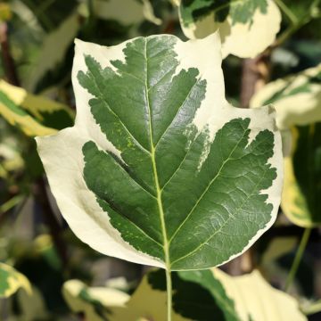 Liriodendron tulipifera Snow Bird