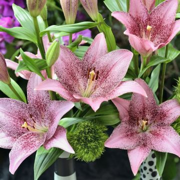 Lilium Sweet Sugar