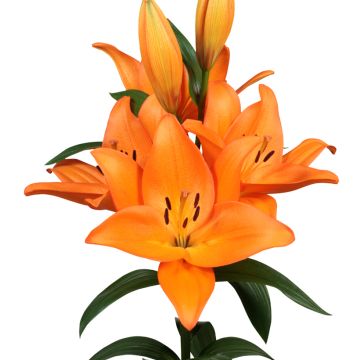 Lilium (x) longiflorum Barolo - Easter Lily