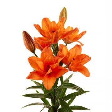 Lilium (x) longiflorum 'Deuce' Butterfly Sparkle® - Easter Lily