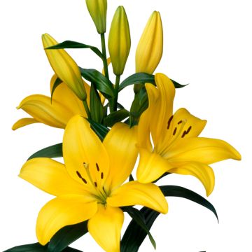 Lilium (x) longiflorum El Divo - Easter Lily