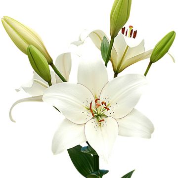 Lilium (x) longiflorum Eyeliner - Easter Lily