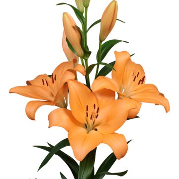 Lilium (x) longiflorum Menton - Easter Lily