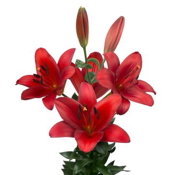 Lilium Orfeo® - Lily