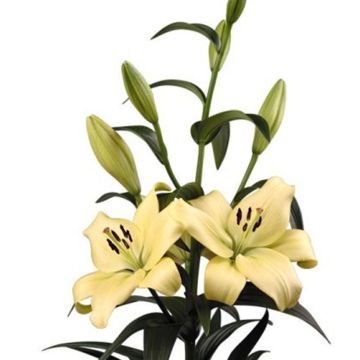 Lilium (x) longiflorum Trebbiano - Easter Lily