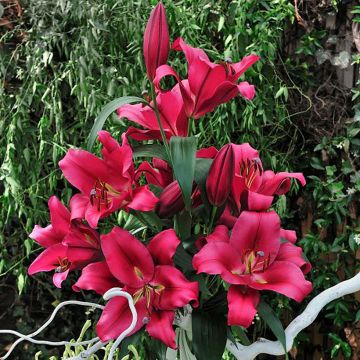 Lilium Carbonero® - Lily