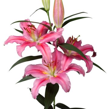 Lilium Lodi - Lily