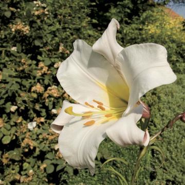 Lilium regale - Lily