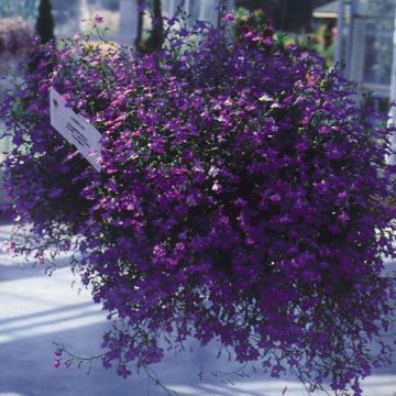 Lobelia erinus pendula Regatta Deep Blue