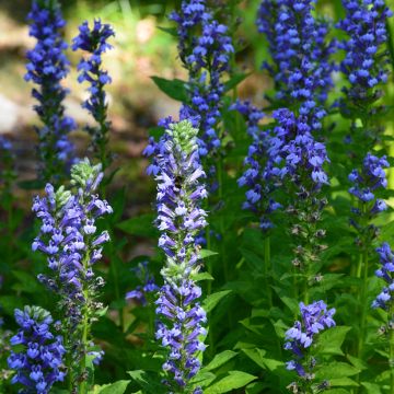 Lobelia siphilitica