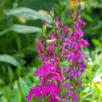 Lobelia speciosa Tania