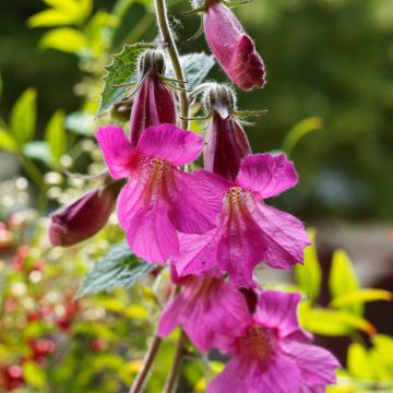 Lophospermum scandens Rosea - Climbing Gloxinia