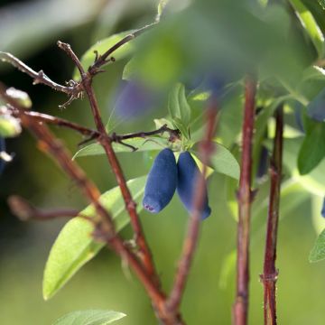 Lonicera caerulea Boreal Beauty - Honeyberry