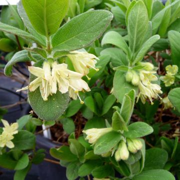 Lonicera kamtschatica Fialka - Baie de mai