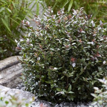 Lonicera nitida Purple Storm - Box Honeysuckle