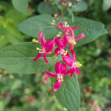 Lonicera tatarica Arnold Red - Tatarian Honeysuckle