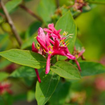 Lonicera tatarica Hacks Red - Tatarian Honeysuckle