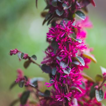 Loropetalum chinense var. rubrum Rose in Black - Chinese witch hazel