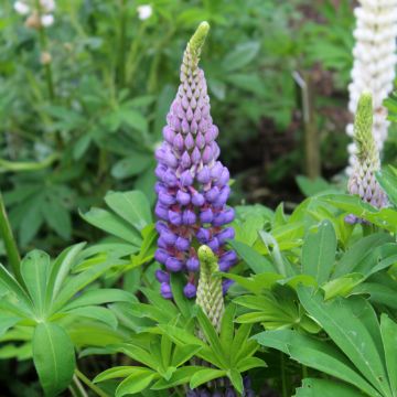 Lupinus Gallery Blue