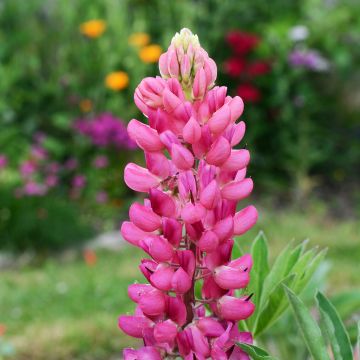 Lupinus Gallery Pink