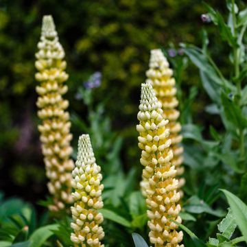 Lupinus Gallery Yellow