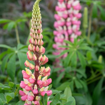 Lupin La Chatelaine