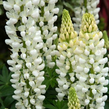 Lupinus polyphyllus Noblemaiden