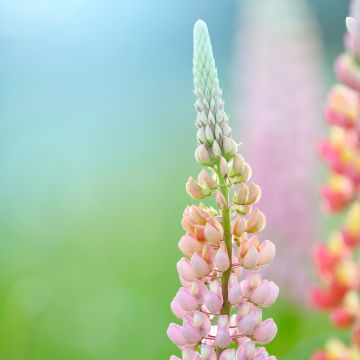 Lupinus polyphyllus West Country Blossom