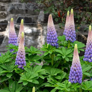 Lupin West Country Persian Slipper® bleu-violacé.