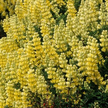 Lupinus arboreus