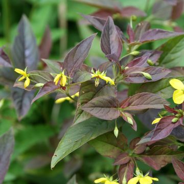 Lysimachia ciliata Fire Cracker - Lysimaque ciliée pourpre