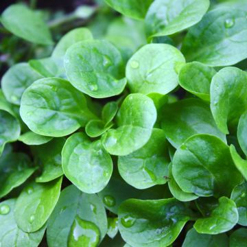 Lambs Lettuce Verte à Coeur Plein organic seeds - Corn Salad