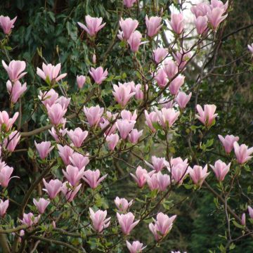 Magnolia Heaven Scent