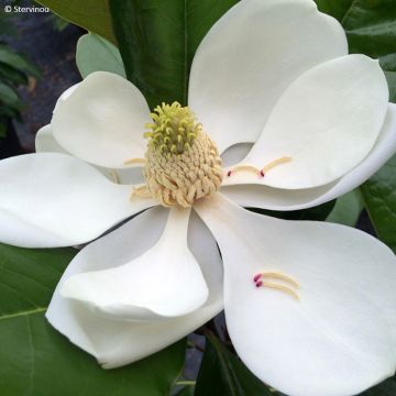 Magnolia grandiflora Mainstreet