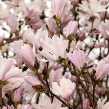 Magnolia stellata Chrysanthemumiflora