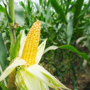 Conquerer F1 Sweetcorn - Zea mays