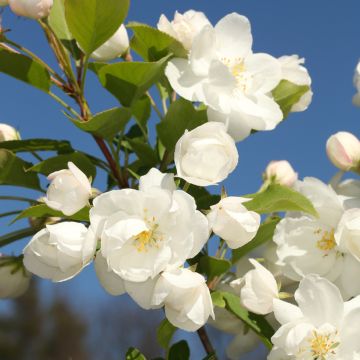 Malus MADONNA - Crabapple